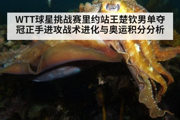 WTT球星挑战赛里约站王楚钦男单夺冠正手进攻战术进化与奥运积分分析
